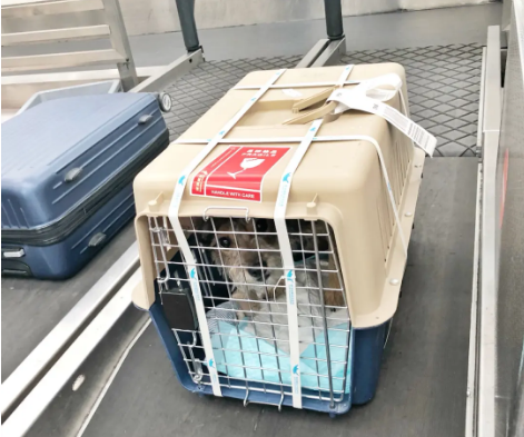 灵寿宠物托运 宠物托运公司 机场宠物托运 宠物空运